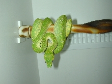 chondro
